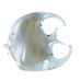 Vintage Hand Blown Clear Glass Angel Fish