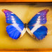 Vintage Butterfly Helena Peru Taxidermy Shadow Box Wood Frame