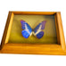 Vintage Butterfly Helena Peru Taxidermy Shadow Box Wood Frame