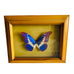 Vintage Butterfly Helena Peru Taxidermy Shadow Box Wood Frame